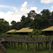 4D3N Danum Valley Rainforest Experience