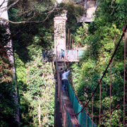 4D3N Danum Valley Rainforest Experience