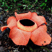 4D3N Danum Valley Rainforest Experience