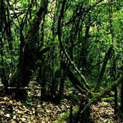 4D3N Danum Valley Rainforest Experience