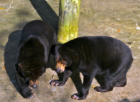 Miri Crocodile Farm + Mini Zoo