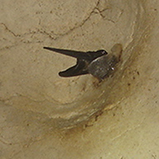 Niah National Park - Niah Cave Tours