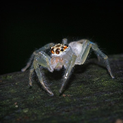 Niah National Park - Niah Cave Tours