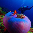 Miri Fun Dive (Miri-Sibuti Coral Reefs National Park) - For Cert Diver