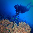 Miri Fun Dive (Miri-Sibuti Coral Reefs National Park) - For Cert Diver
