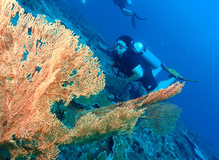 Miri Fun Dive (Miri-Sibuti Coral Reefs National Park) - For Cert Diver