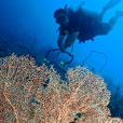 PADI Discover Scuba Dive (DSD) (FOR NON-CERT DIVER)