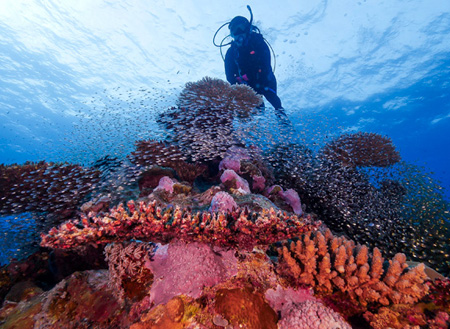 5D4N Luconia Shoals Diving (Liveaboard)