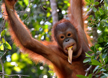 Sepilok Orang Utan Rehabilitation Centre