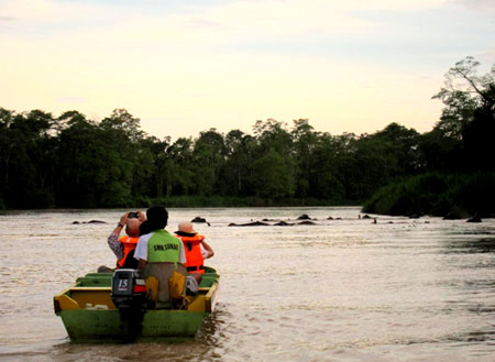 Fireflies and Mangroves Cruise