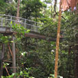 Sepilok Orang Utan Rehabilitation Centre + Rainforest Discovery Centre + Labuk Bay Proboscis Monkey Sanctuary