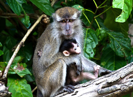 2 Days 1 Night Kinabatangan River