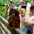 2D1N Sepilok Orang Utan + Kinabatangan River