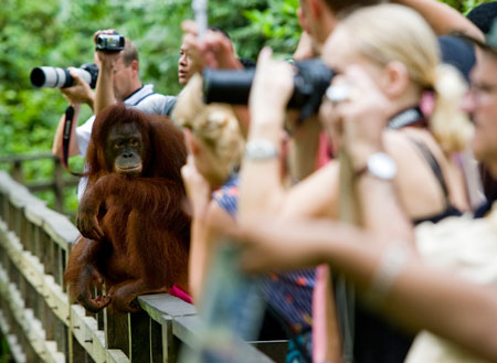 2D1N Sepilok Orang Utan + Kinabatangan River