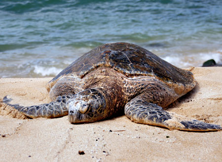 2D1N Selingan Island (Turtle Island)