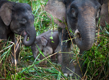 3D2N Sepilok Orang Utan + Kinabatangan River