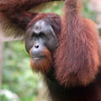 Bornean Sun Bear + Sepilok Orang Utan