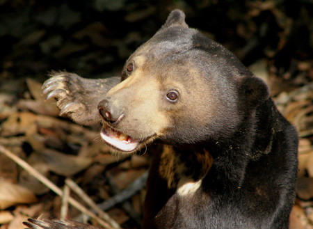 Bornean Sun Bear + Sepilok Orang Utan