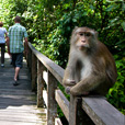 4D3N Sandakan Historical + Wildlife Tour + Selingan Island