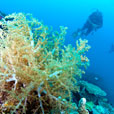 3D2N / 4D3N MATAKING ISLAND - THE REEF DIVE RESORT