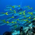 3D2N / 4D3N MATAKING ISLAND - THE REEF DIVE RESORT