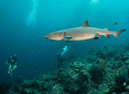 4D3N / 5D4N / 6D5N Seaventures Dive Rig