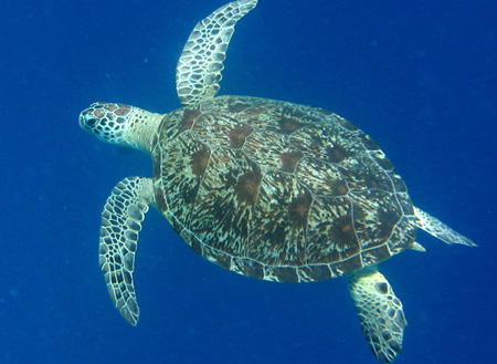 4D3N Semporna Island Hopping + Fireflies + Mongrove Cruise